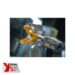 Yorkshire Spray Services Ltd - Wagner Professional Finishing - Wagner Protec GM1 350 & 530 Airless Gun - Action 2